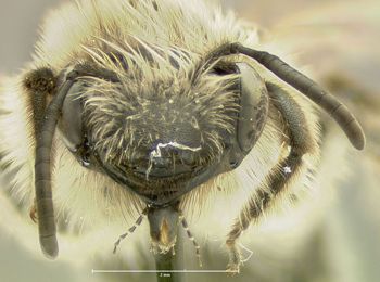 Media type: image;   Entomology 609512 Aspect: head frontal view